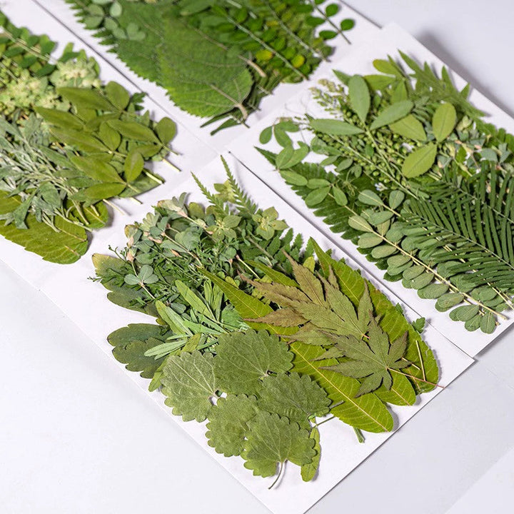 35 Pcs Real Dried Pressed Leaves for Crafts