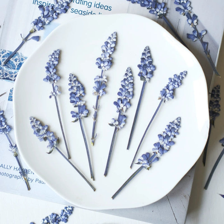 50 Pcs Pressed Dried Lavender for Crafts