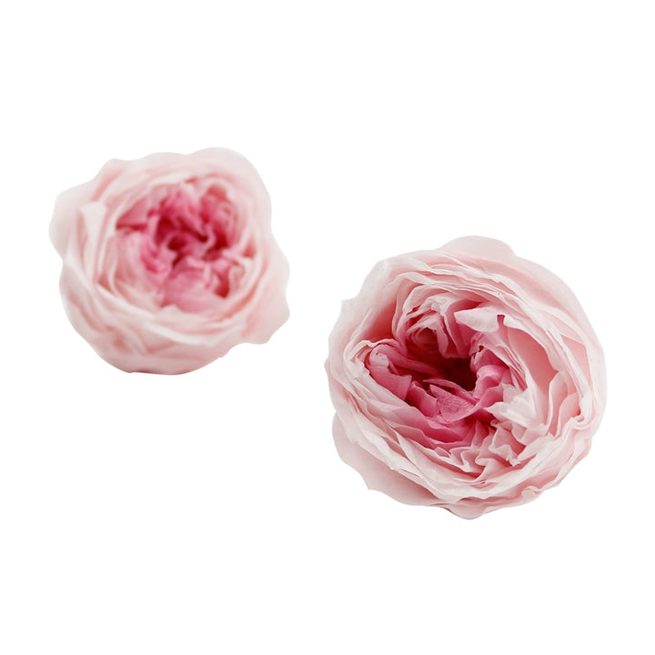 preserved-austin-rose-1-piece-4-5cm-single-bloom-for-diy-floral-arrangements-and-decor