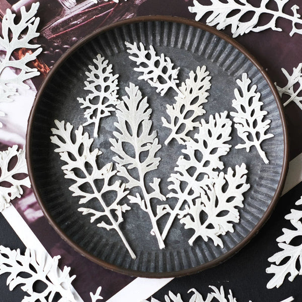 50 Pcs Dried Pressed Silver Ragwort Leaves