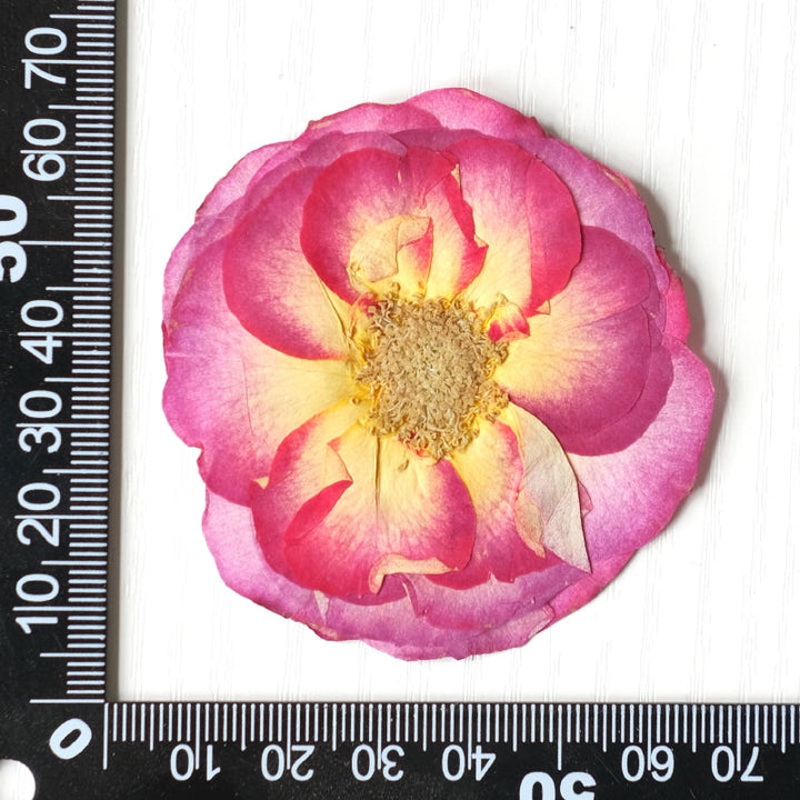 20 Pcs Pressed Dried Rose Flowers