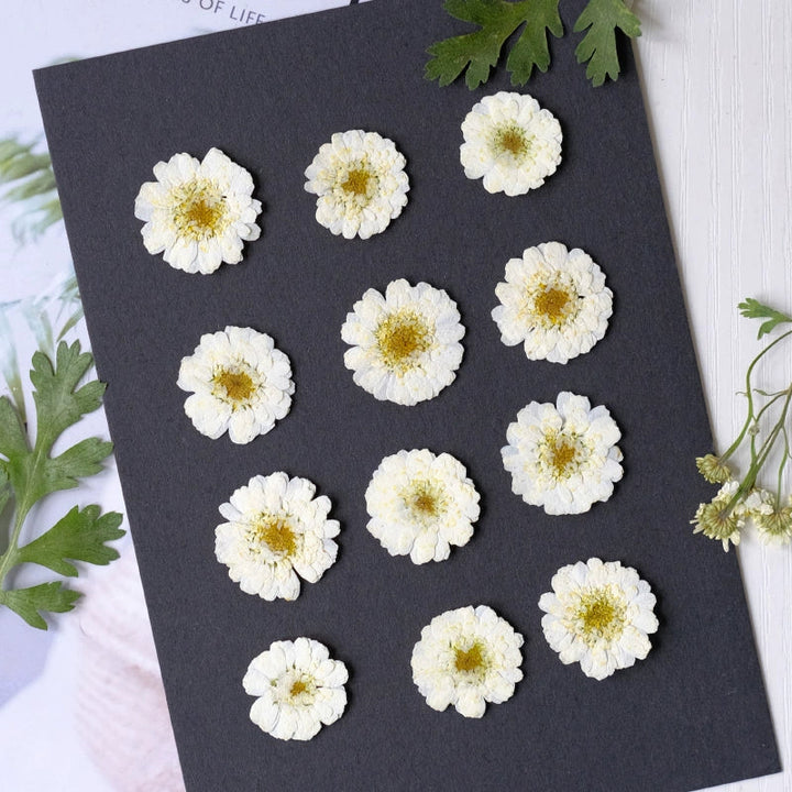 50 Pcs Real Dried Pressed Chamomile Flowers