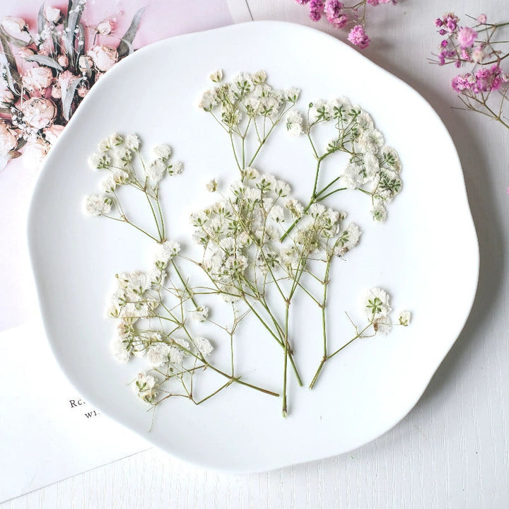 12 Pcs Pressed Dried Baby's Breath Flowers