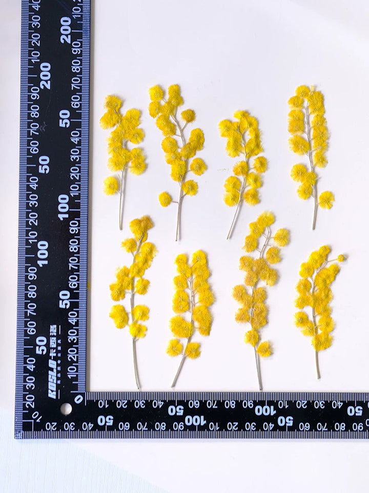 50 Pcs Pressed Dried Golden Wattle Flowers