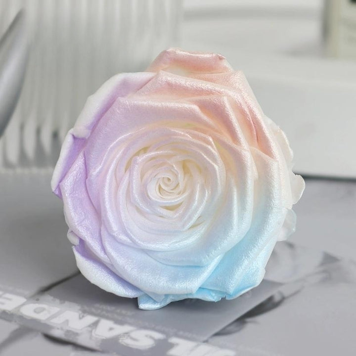 Pearlescent Preserved Rose For DIY Bouquet – 5-6CM Bloom for Crafting and Decor