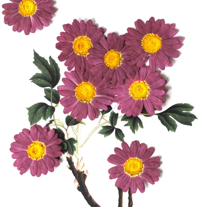 50 Pcs Pressed Dried Marguerite Daisy Flowers