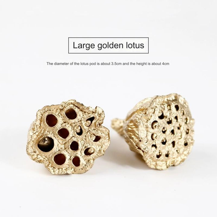 EarthMatters Preserved Lotus Pods for DIY Crafts and Floral Decor