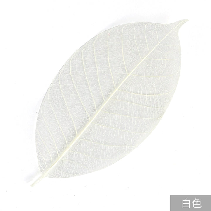 transparent-skeleton-leaves-for-diy-floral-decoration-7-9cm-multi-color-preserved-leaves