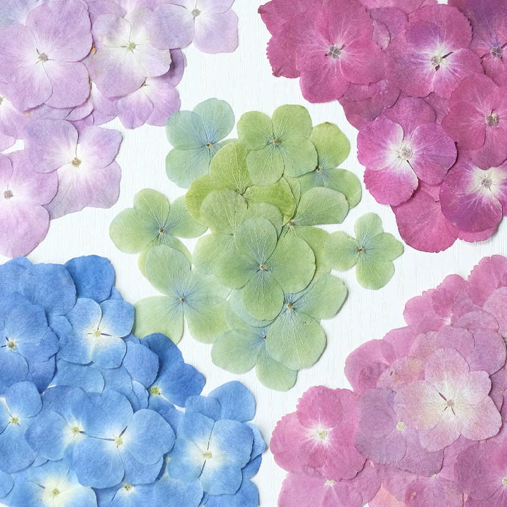 50 Pcs Pressed Dried Hydrangea Flower for DIY Crafts