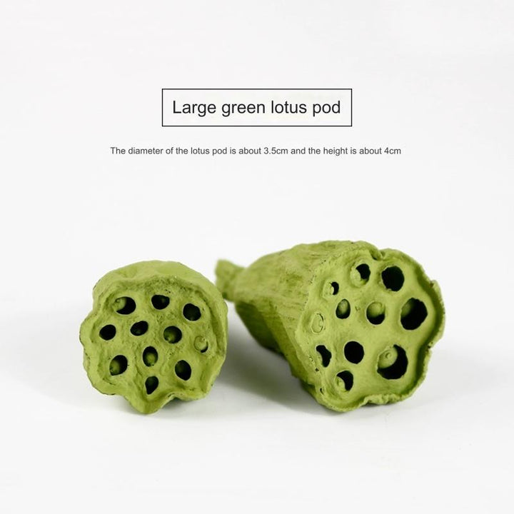 EarthMatters Preserved Lotus Pods for DIY Crafts and Floral Decor