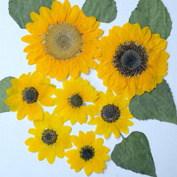 Real Pressed Dried Sunflower for Resin Art