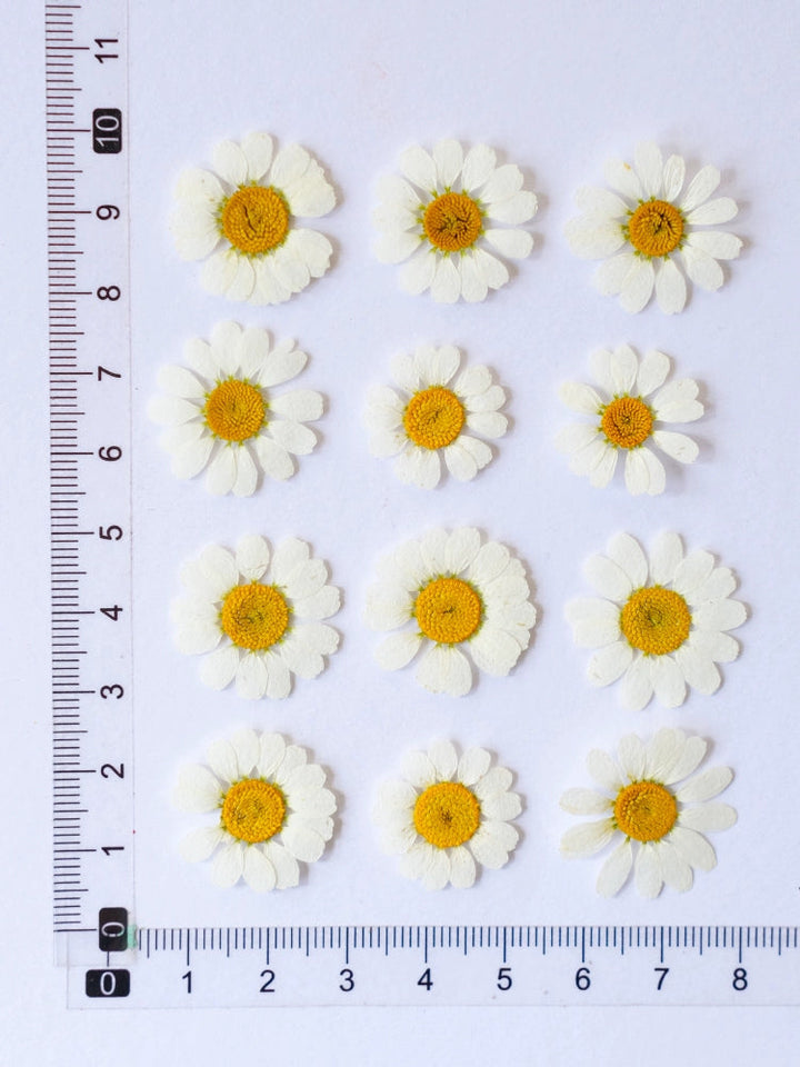 50 Pcs Real Dried Pressed Chamomile Flowers