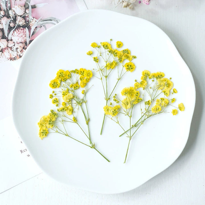 12 Pcs Pressed Dried Baby's Breath Flowers