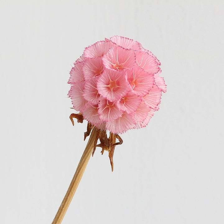 preserved-scabiosa-pods-3-4cm-single-flower-for-floral-arrangements