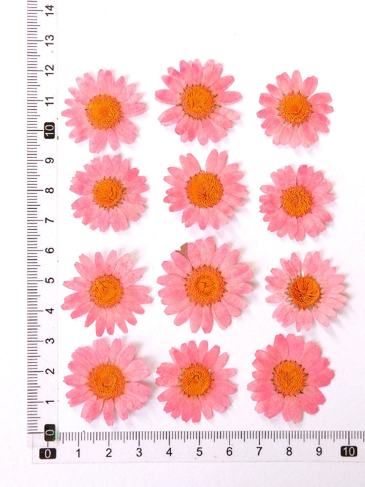 12 Pcs Pressed Dried Dyed Daisy Flowers