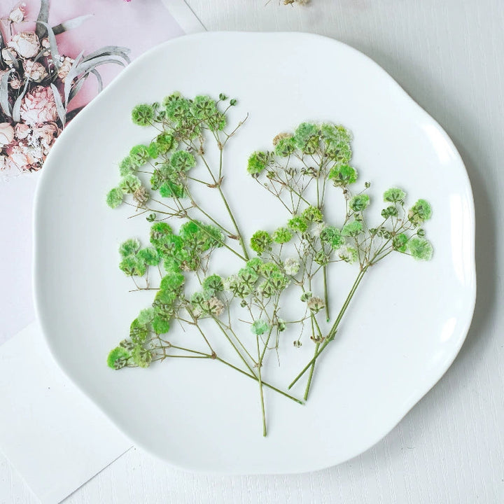 12 Pcs Pressed Dried Baby's Breath Flowers