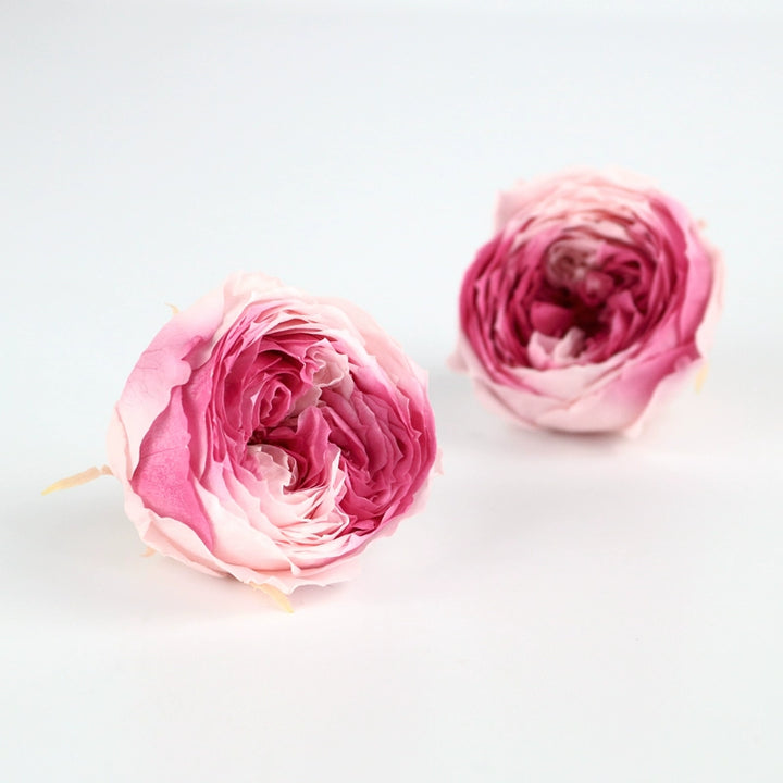 bicolor-preserved-austin-rose-1-piece-4-5cm-gradient-bloom-for-diy-floral-arrangements