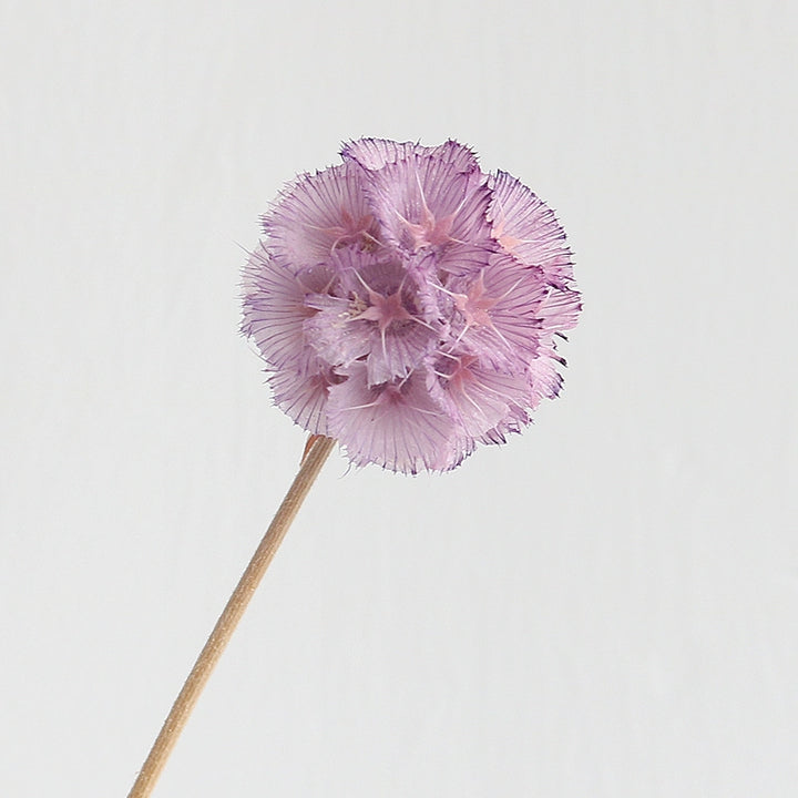 preserved-scabiosa-pods-3-4cm-single-flower-for-floral-arrangements