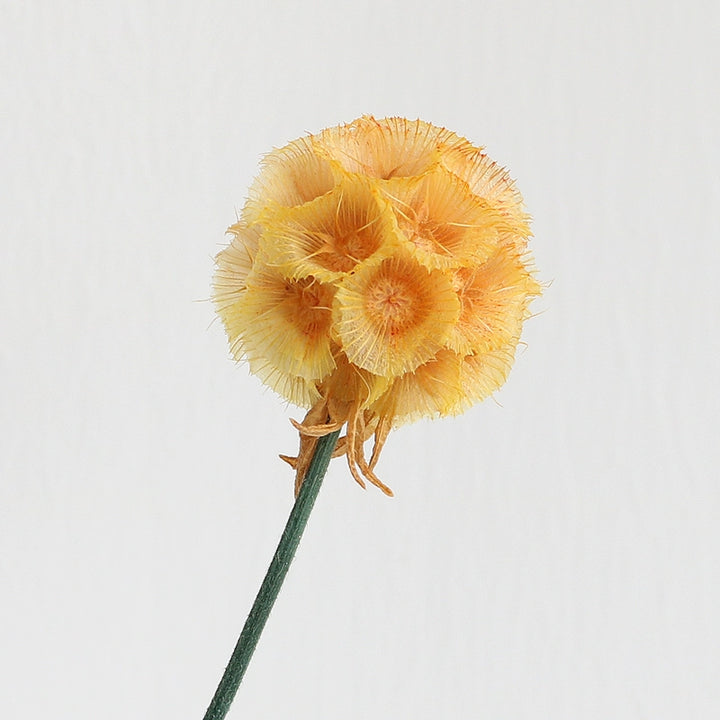 preserved-scabiosa-pods-3-4cm-single-flower-for-floral-arrangements