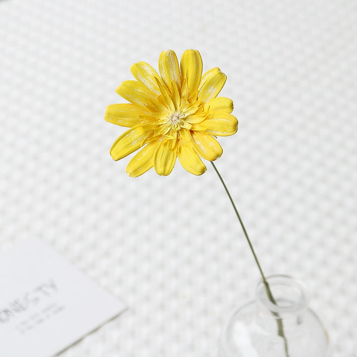 Colorful Preserved Daisy Flowers – Single Bloom for DIY Floral Crafts