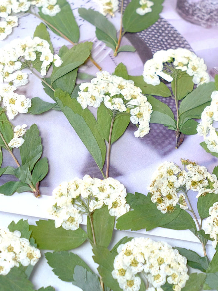 50 Pcs Real Dried Pressed Spirea Flowers