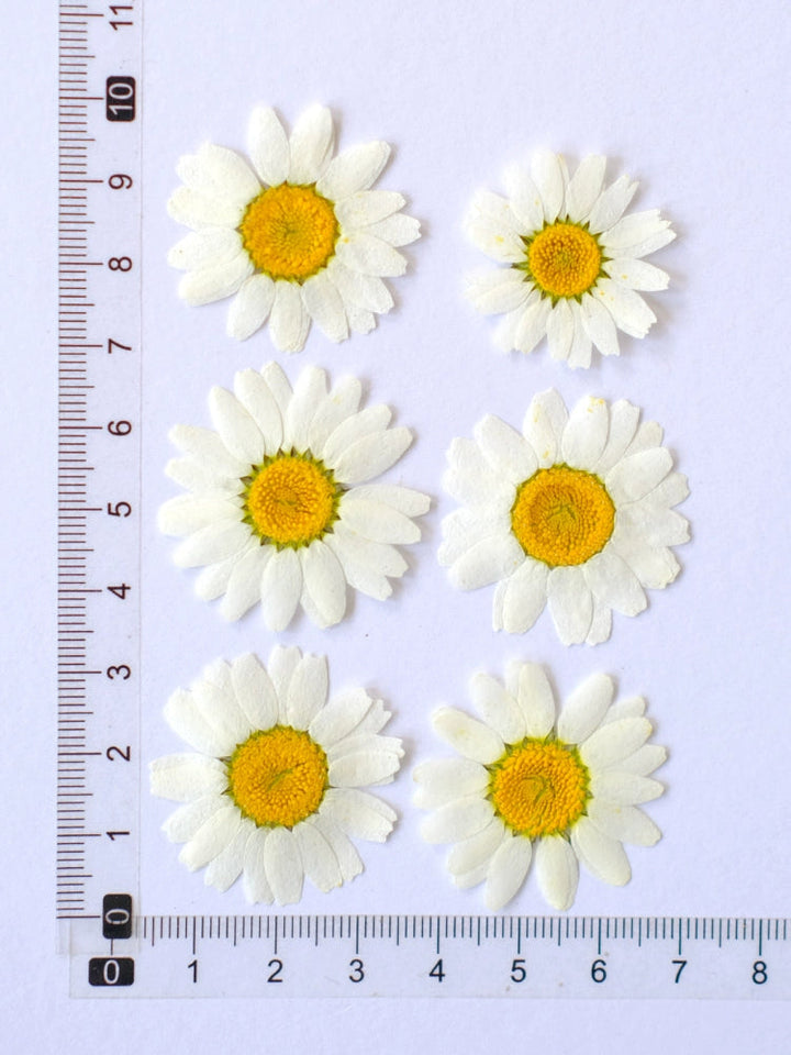 12 Pcs Pressed Dried Dyed Daisy Flowers