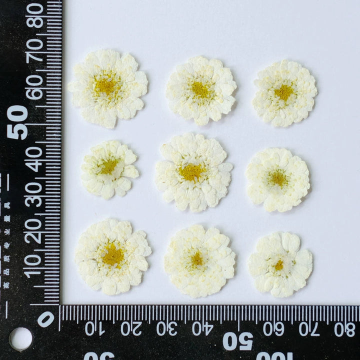 50 Pcs Real Dried Pressed Chamomile Flowers