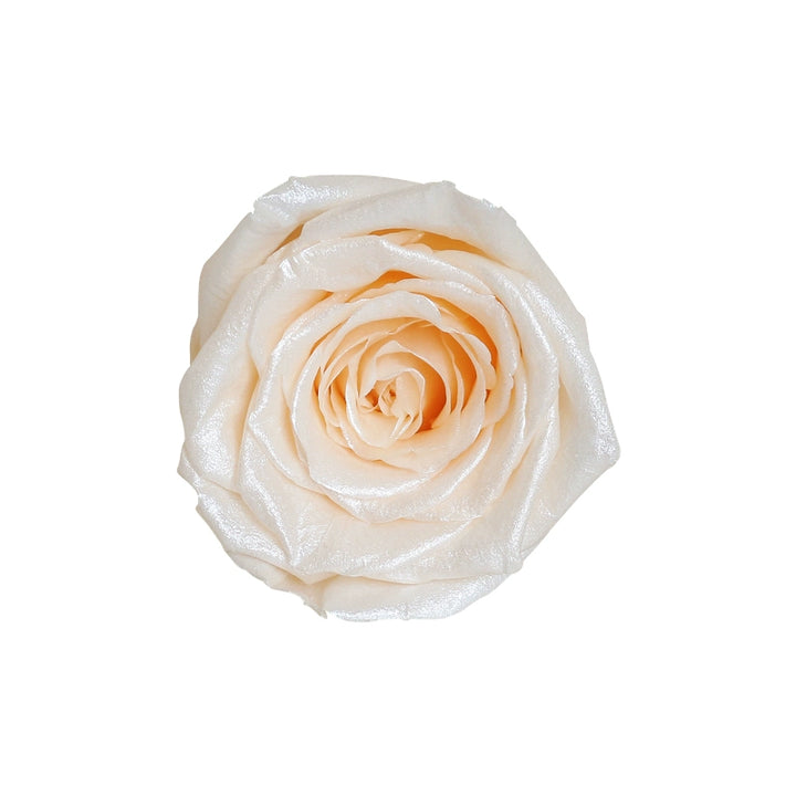 Pearlescent Preserved Cream Rose – 4-5CM Single Bloom DIY Craft Kit