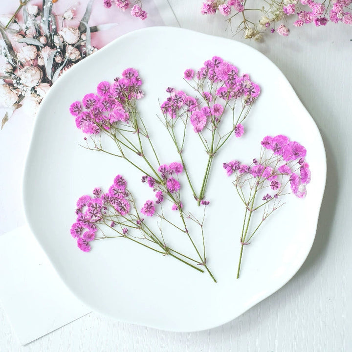 12 Pcs Pressed Dried Baby's Breath Flowers