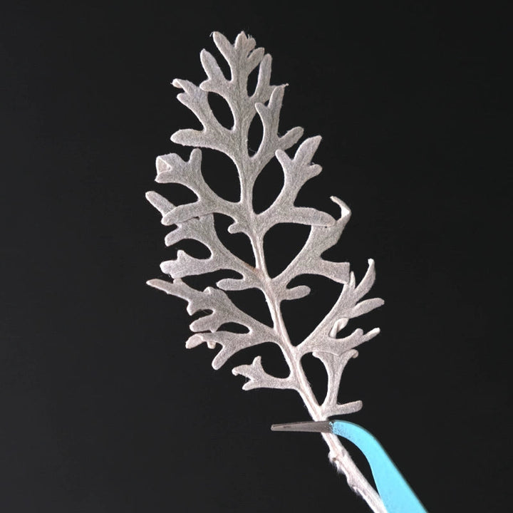 50 Pcs Dried Pressed Silver Ragwort Leaves