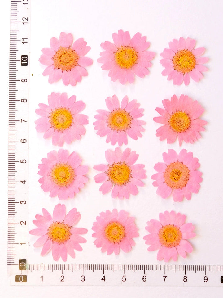 12 Pcs Pressed Dried Dyed Daisy Flowers