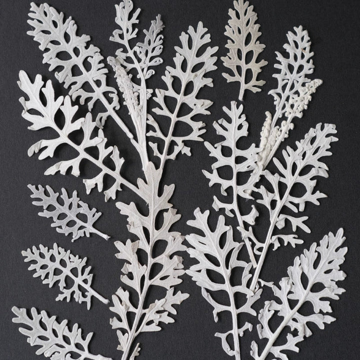 50 Pcs Dried Pressed Silver Ragwort Leaves