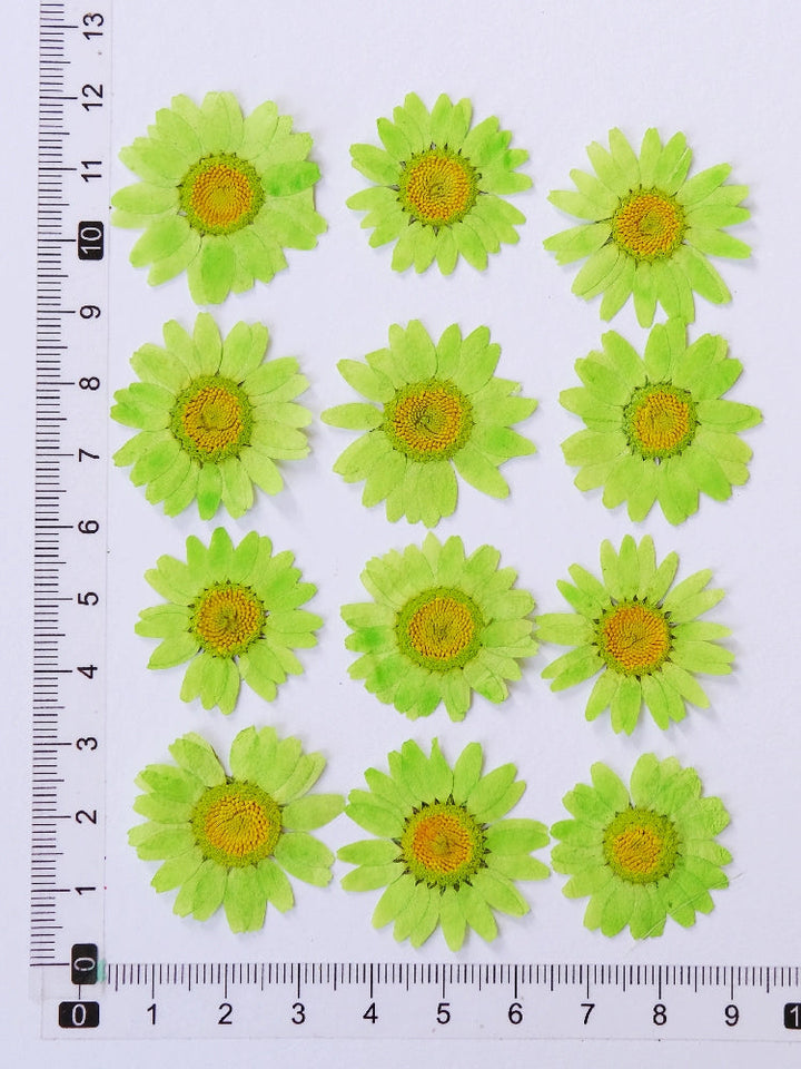 12 Pcs Pressed Dried Dyed Daisy Flowers