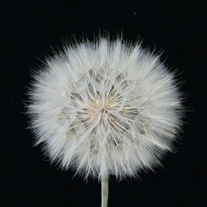 Giant Preserved Dandelion – 10CM Bloom for DIY Floral Decor