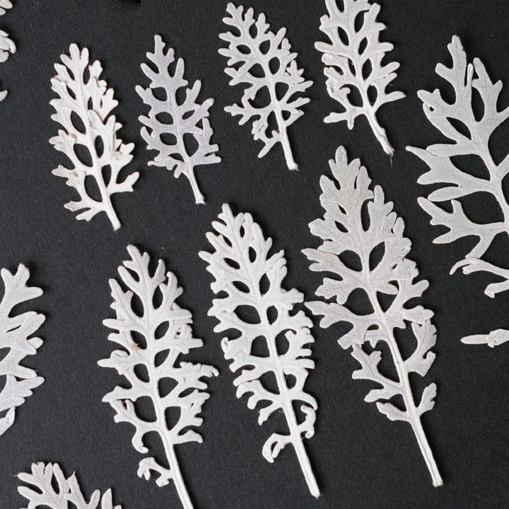 50 Pcs Dried Pressed Silver Ragwort Leaves