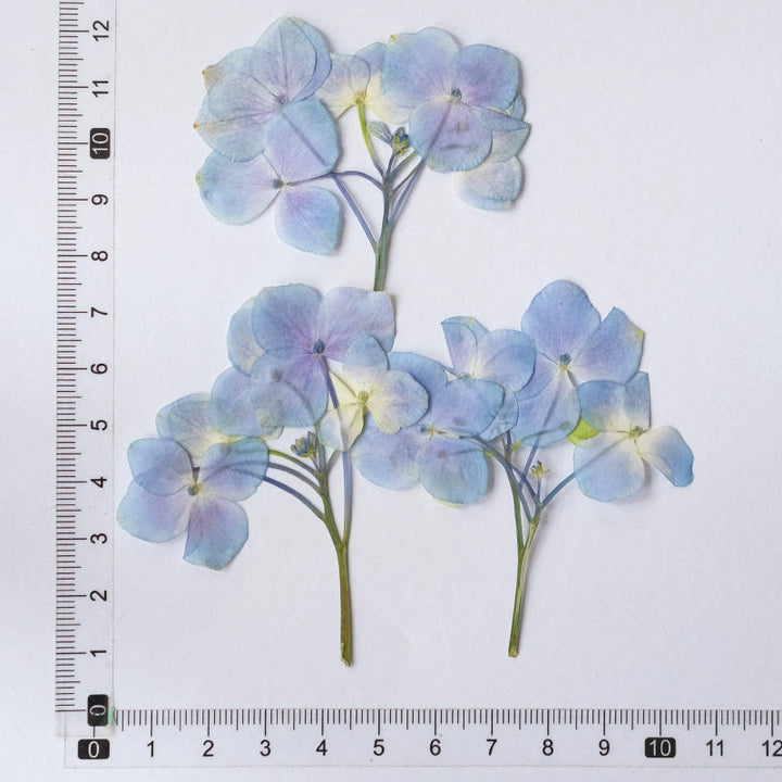 50 Pcs Real Pressed Dried Hydrangea Flower