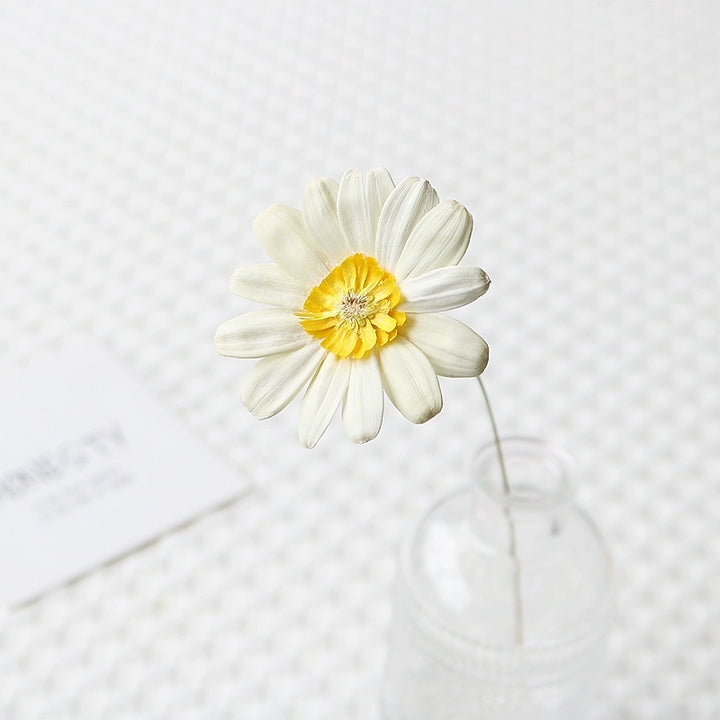 Colorful Preserved Daisy Flowers – Single Bloom for DIY Floral Crafts