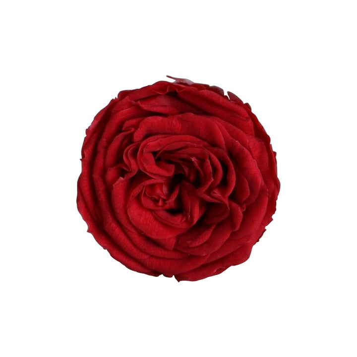 Mini David Austin Preserved Roses – 2-3CM DIY Craft Kit