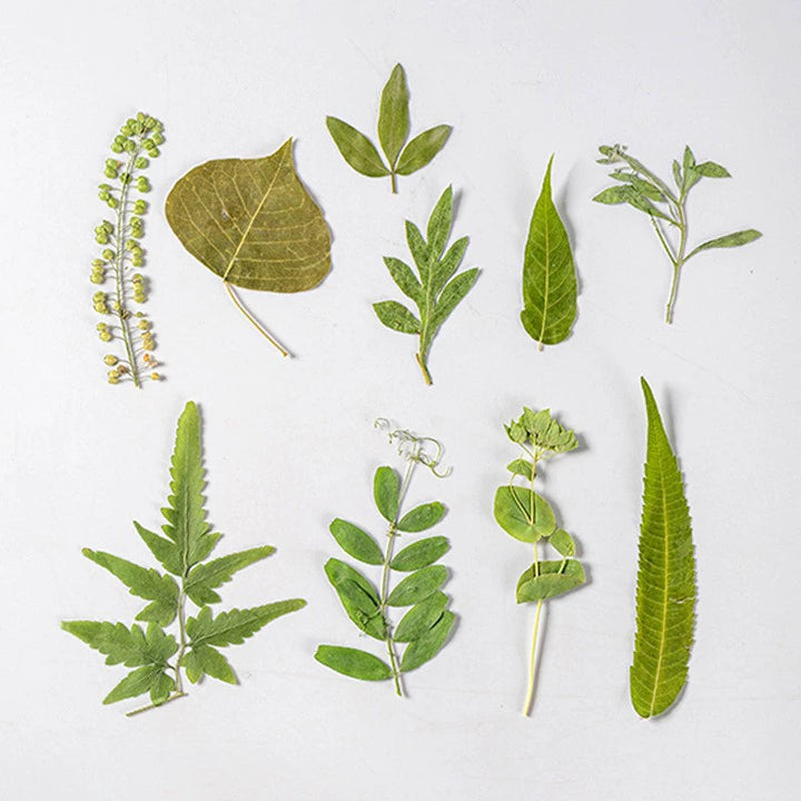 35 Pcs Real Dried Pressed Leaves for Crafts