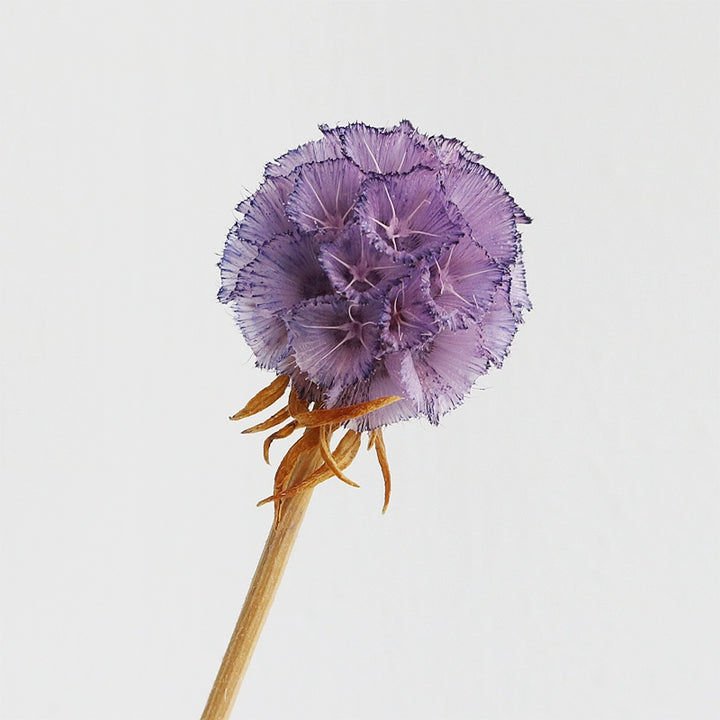 preserved-scabiosa-pods-3-4cm-single-flower-for-floral-arrangements