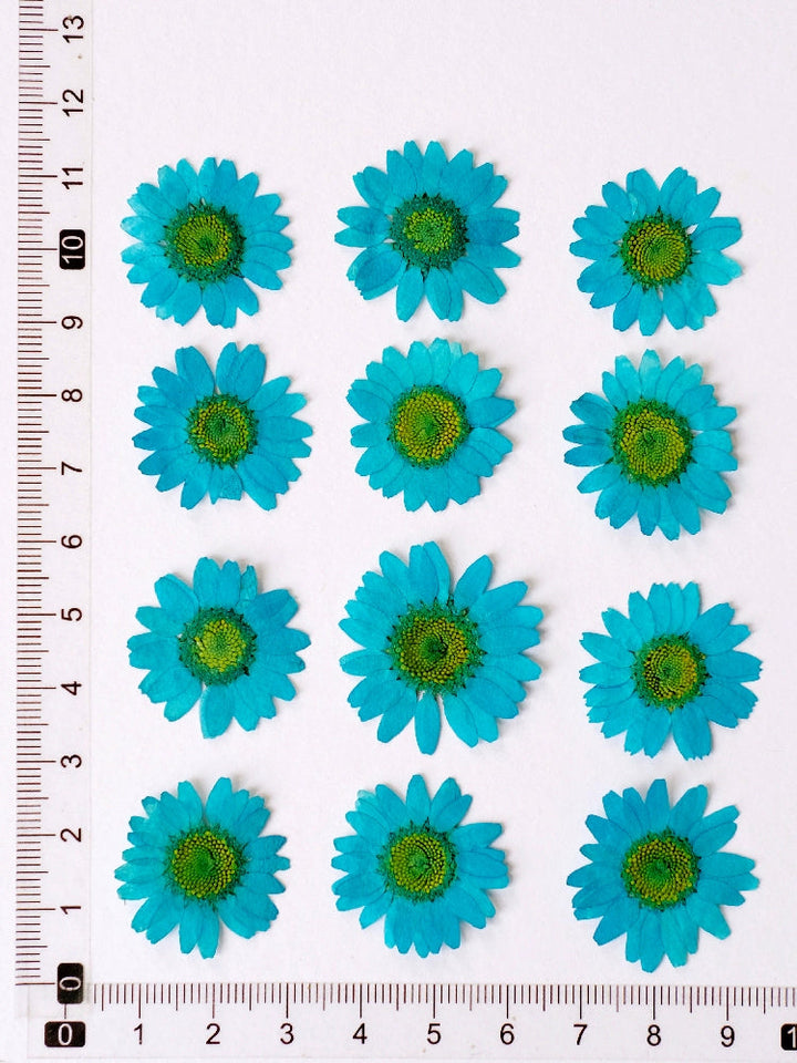 12 Pcs Pressed Dried Dyed Daisy Flowers