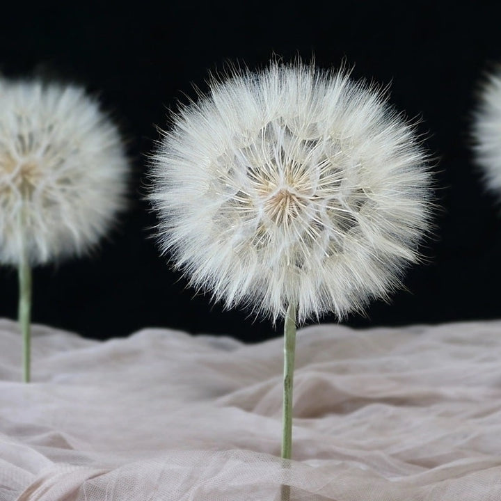 Giant Preserved Dandelion – 10CM Bloom for DIY Floral Decor