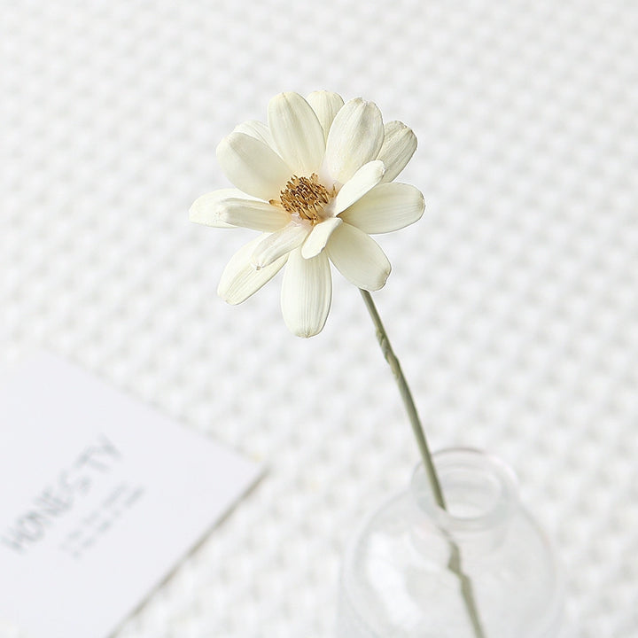 Colorful Preserved Daisy Flowers – Single Bloom for DIY Floral Crafts