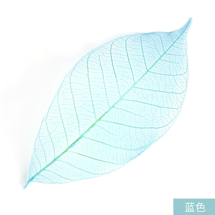 transparent-skeleton-leaves-for-diy-floral-decoration-7-9cm-multi-color-preserved-leaves