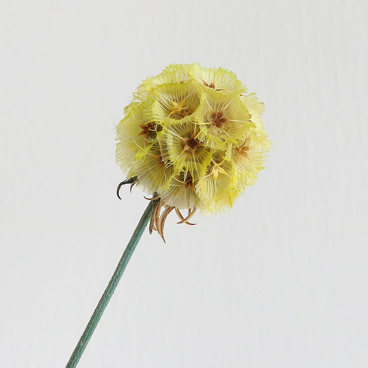 preserved-scabiosa-pods-3-4cm-single-flower-for-floral-arrangements