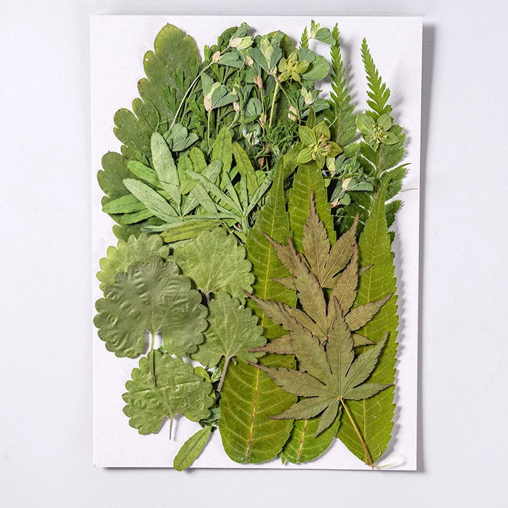 35 Pcs Real Dried Pressed Leaves for Crafts