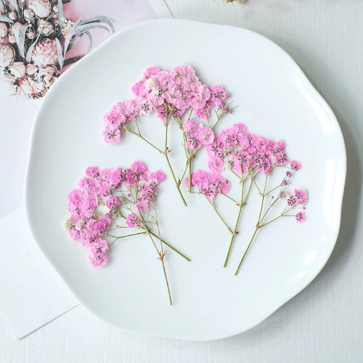 12 Pcs Pressed Dried Baby's Breath Flowers