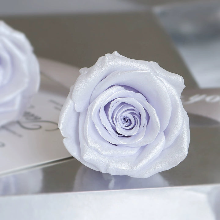 Pearlescent Preserved Cream Rose – 4-5CM Single Bloom DIY Craft Kit