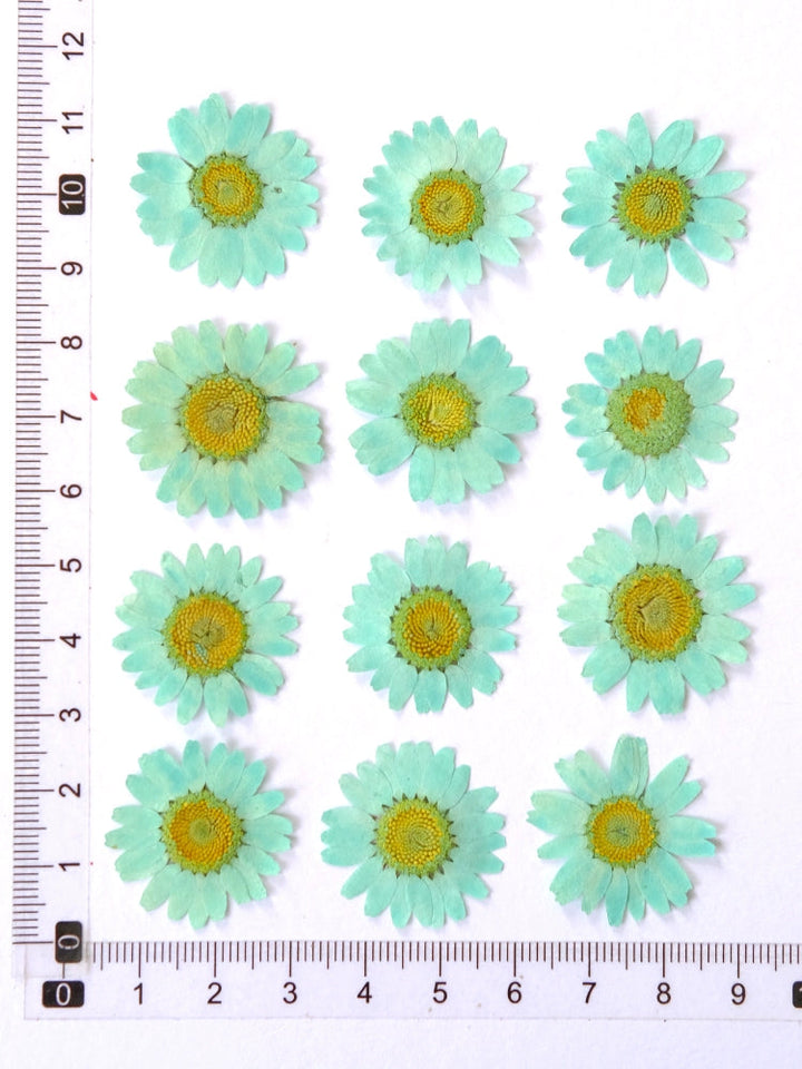 12 Pcs Pressed Dried Dyed Daisy Flowers