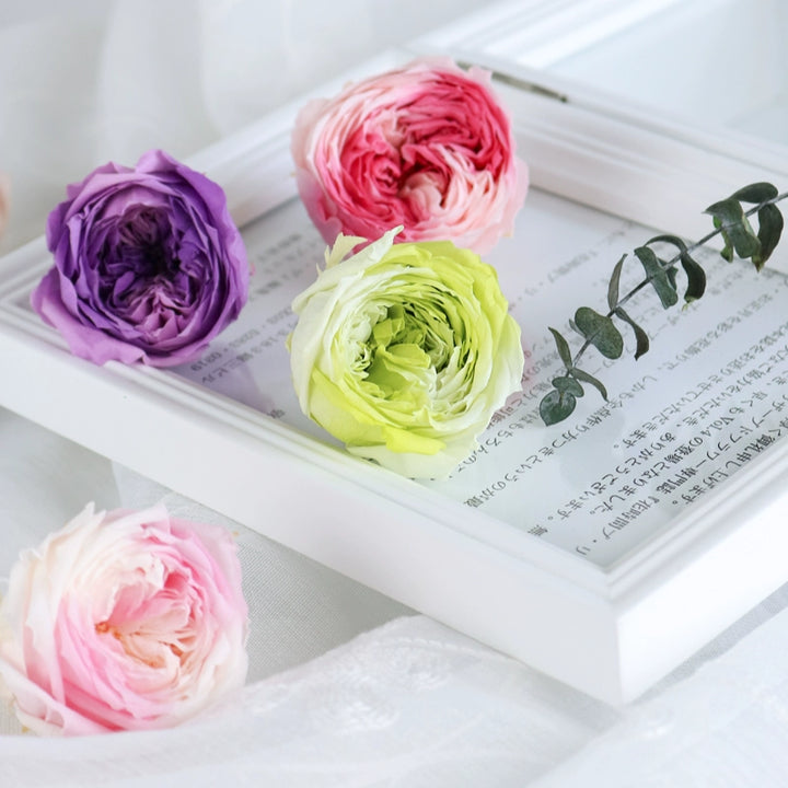 bicolor-preserved-austin-rose-1-piece-4-5cm-gradient-bloom-for-diy-floral-arrangements